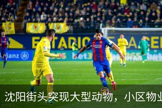 沈阳街头突现大型动物，小区物业：疑似野猪，应该还路过了很多小区，多方正寻找处置